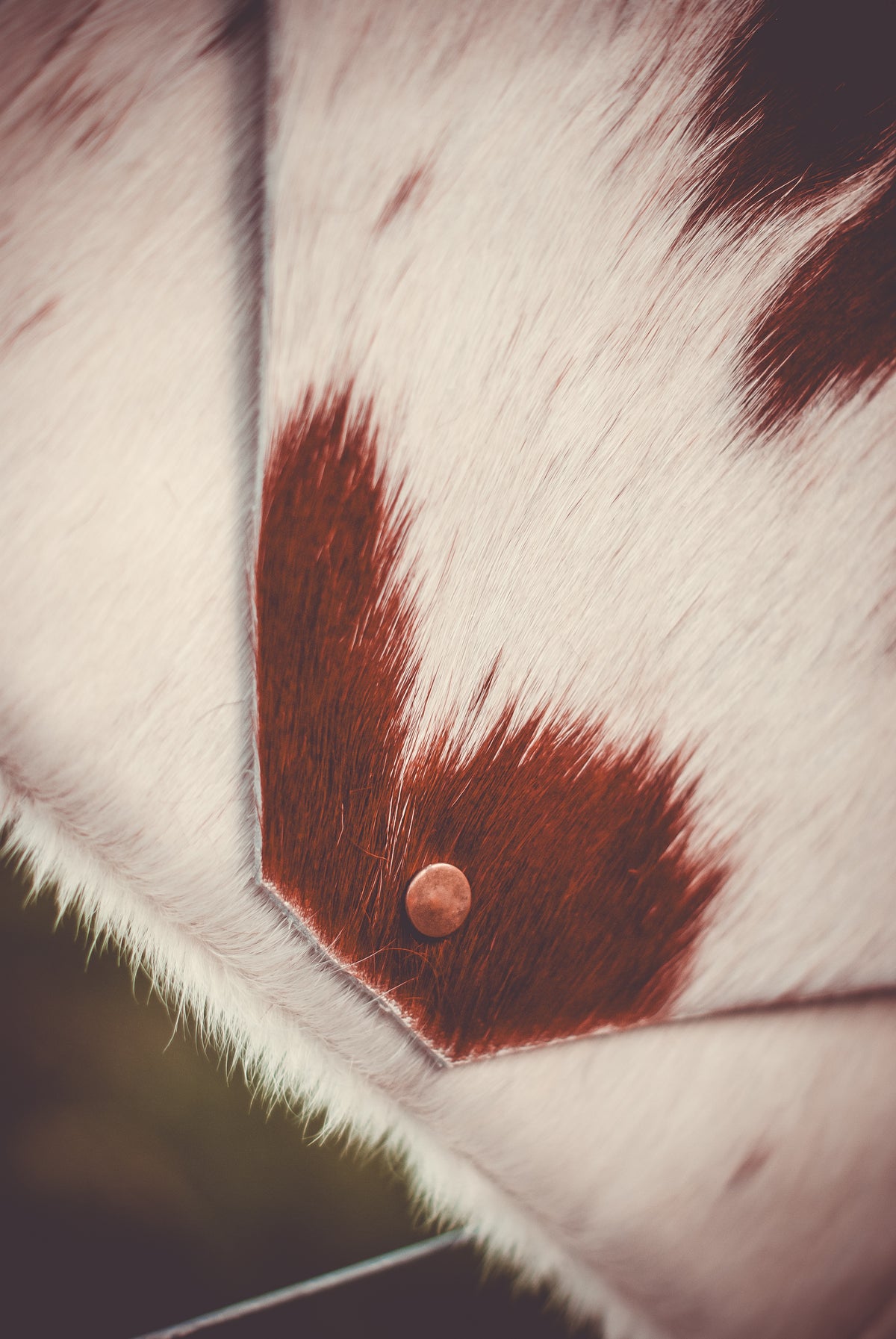 Cowhide clutch flap close-up, dark brown leather panel with button on white hide