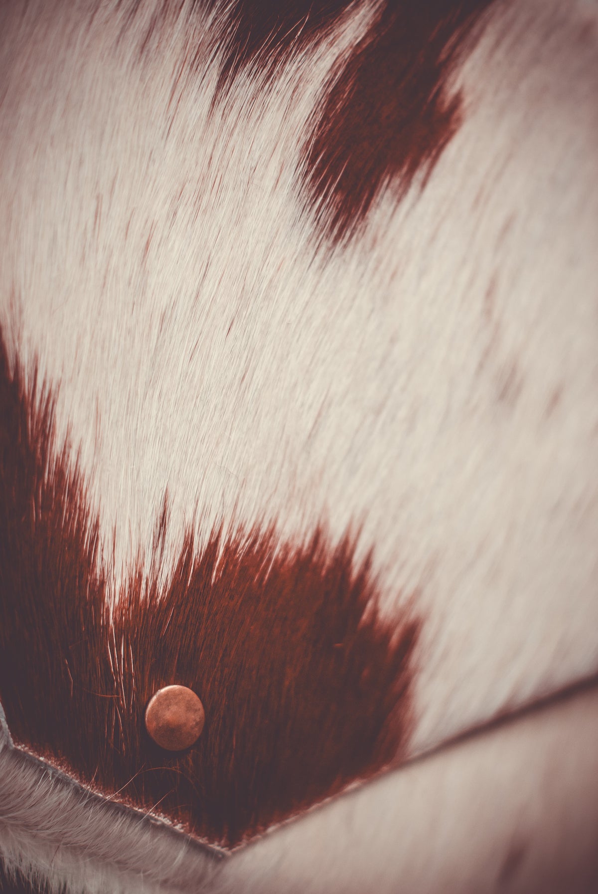 Cowhide clutch flap with dark brown patch and small copper snap, white fur trim