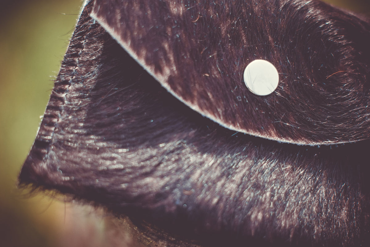 Cowhide purse flap close-up with round snap button
