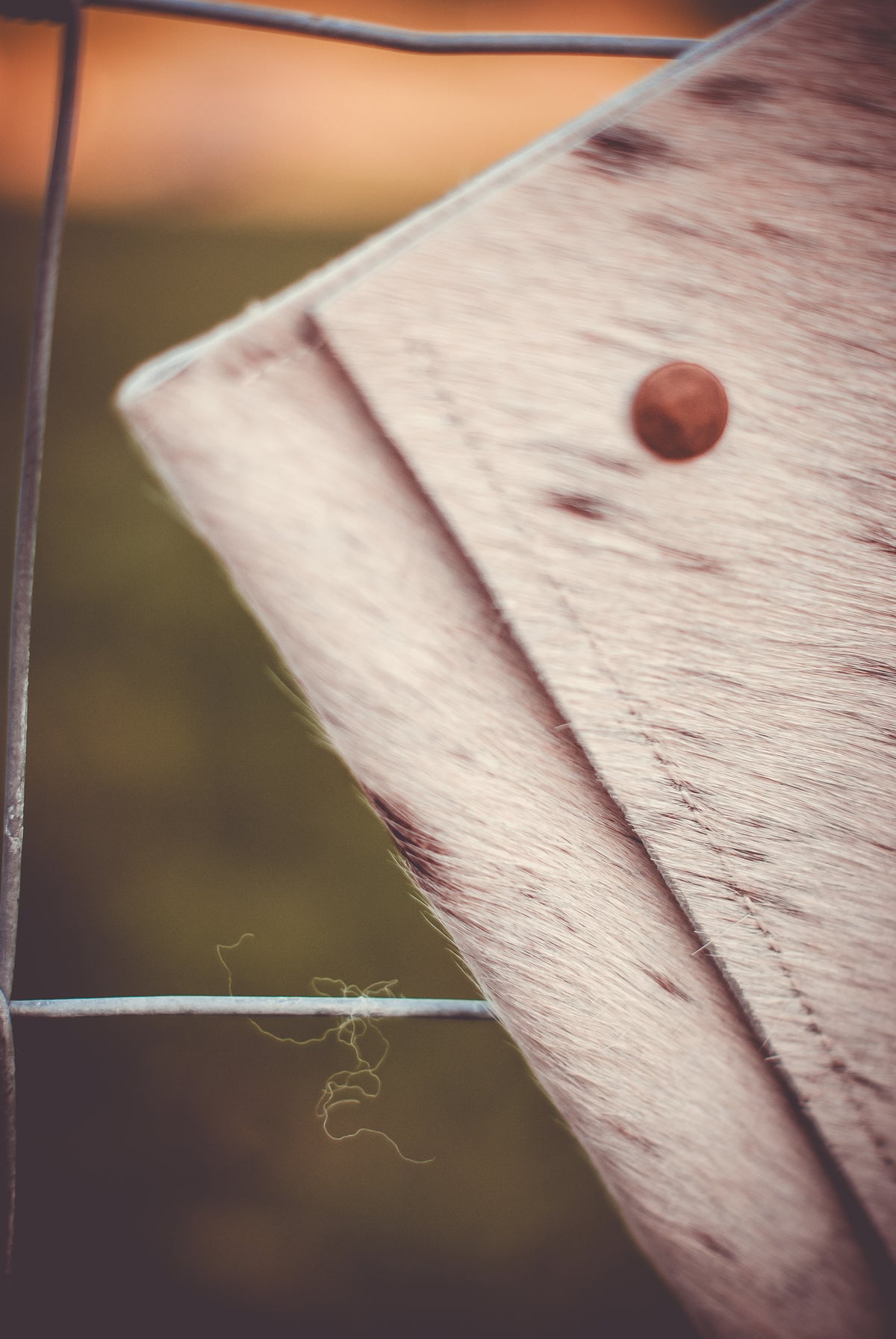 Cowhide clutch flap in white with dark brown spots and round snap button