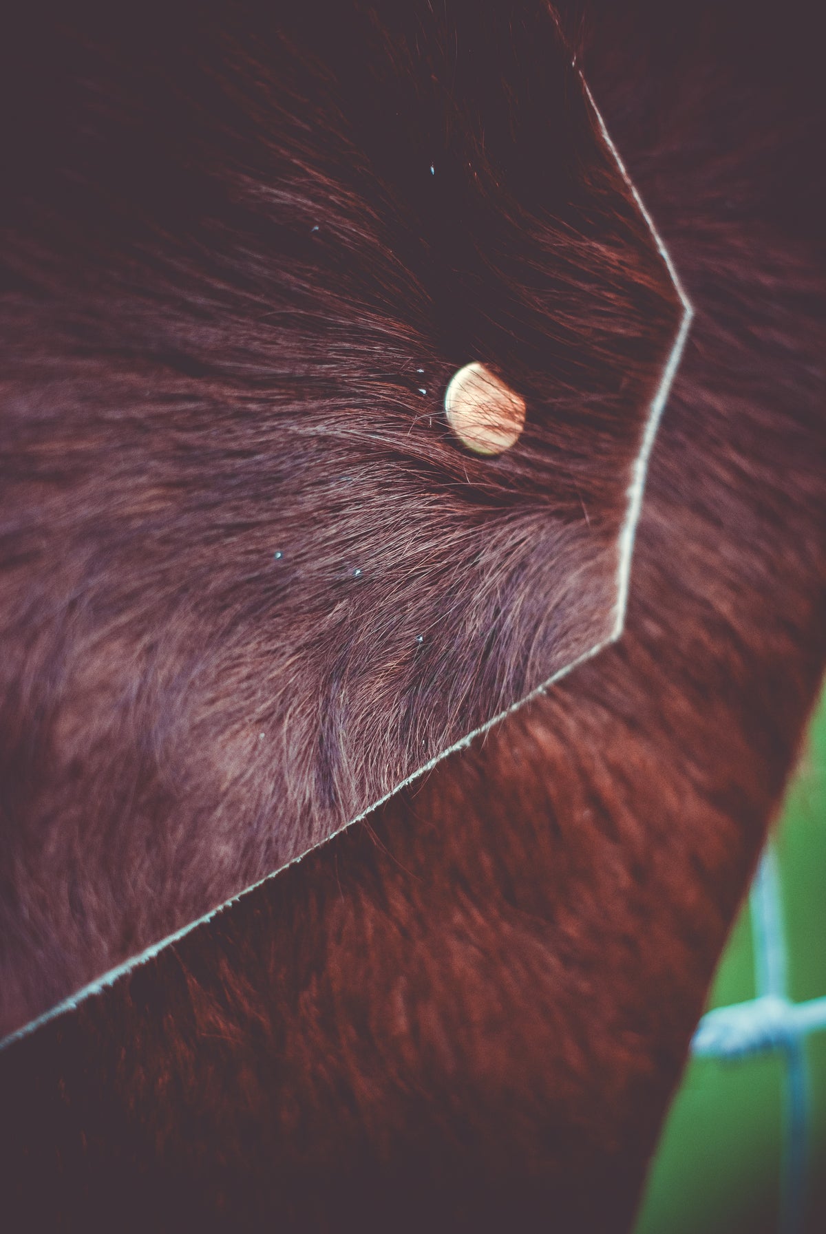 Close-up of brown cowhide flap with round snap button and stitched edge