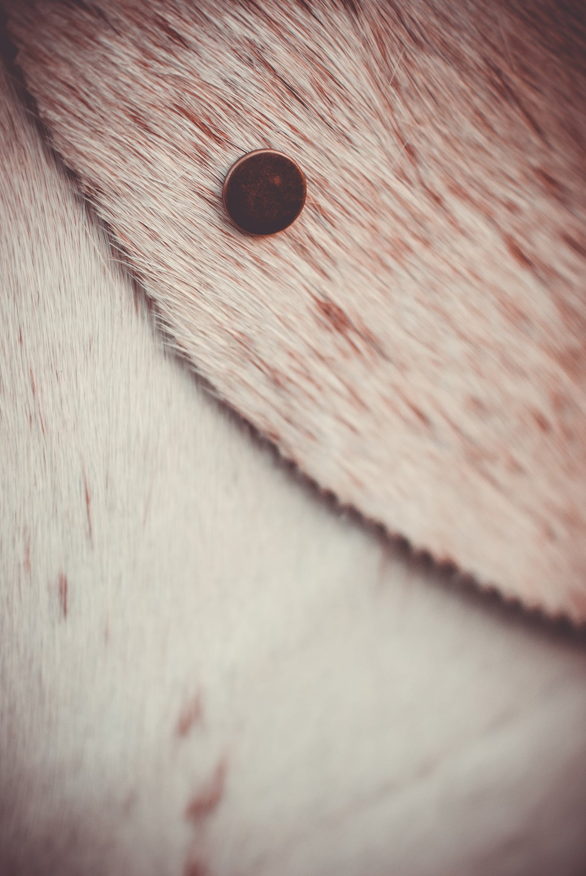 Cowhide clutch bag detail: round snap button on light fur with red speckles