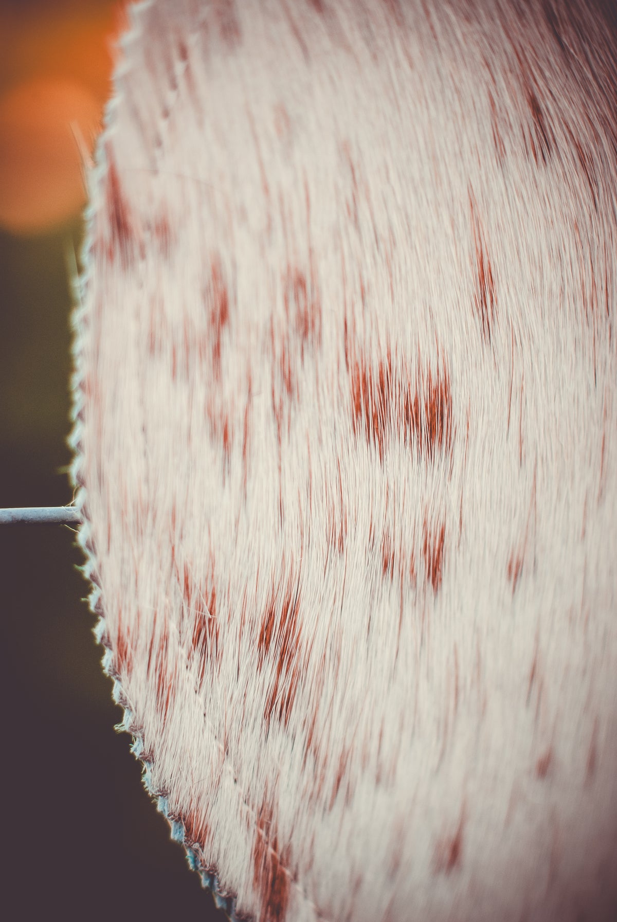 Cowhide clutch bag fur texture detail with light hair and small red patches