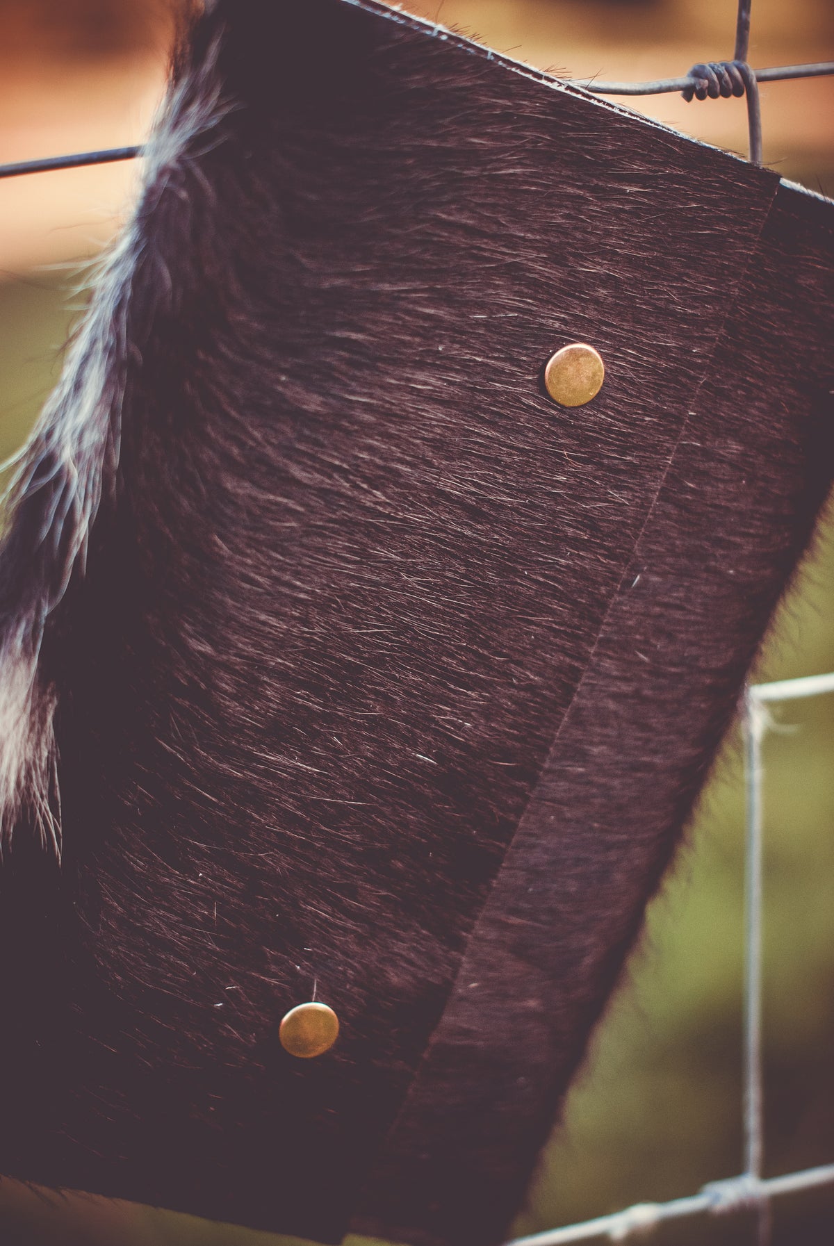 Cowhide clutch bag front with dark cowhide texture and two brass snap buttons.